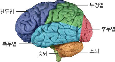 좌측부터 전두엽, 측두엽, 숨뇌, 소뇌, 후두엽, 두정엽